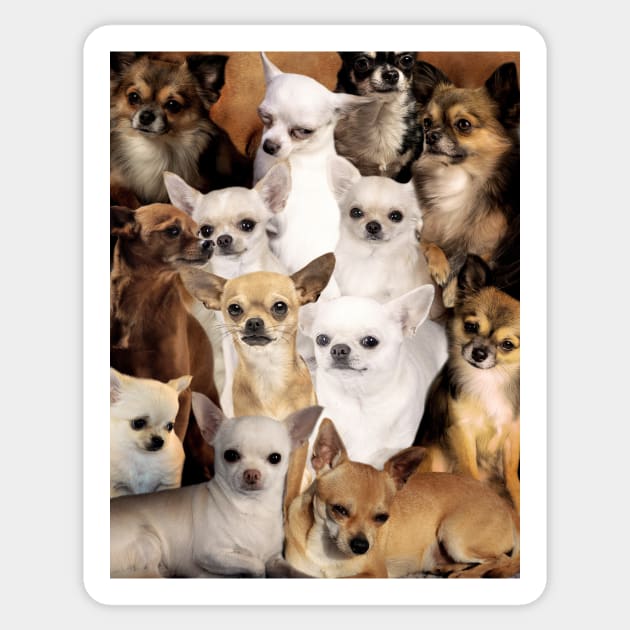 Chihuahuas Sticker by MaxencePierrard